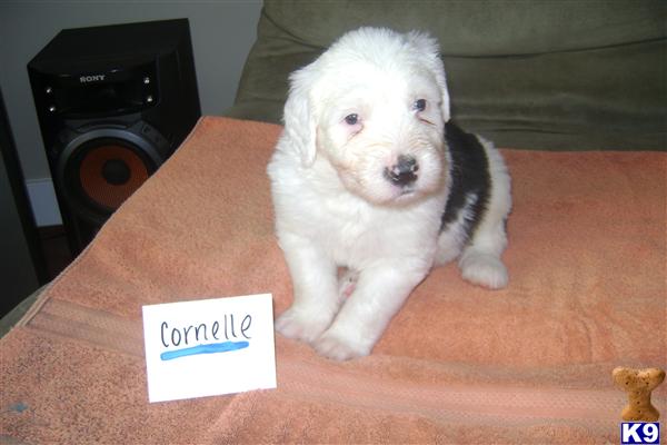 Old English Sheepdog